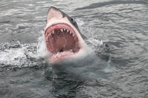 attack great white shark