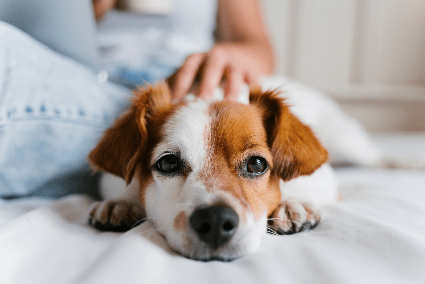 how to create a pet custody plan